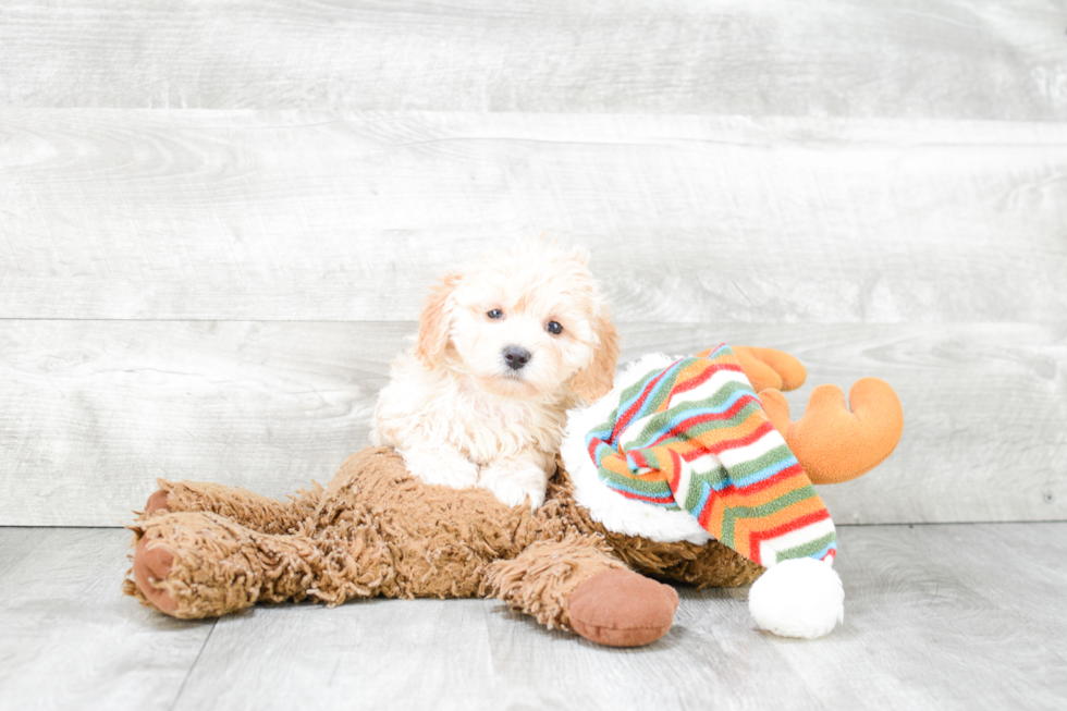 Maltipoo Puppy for Adoption