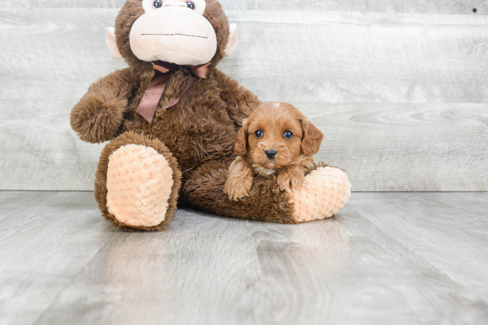 Sweet Cavapoo Baby