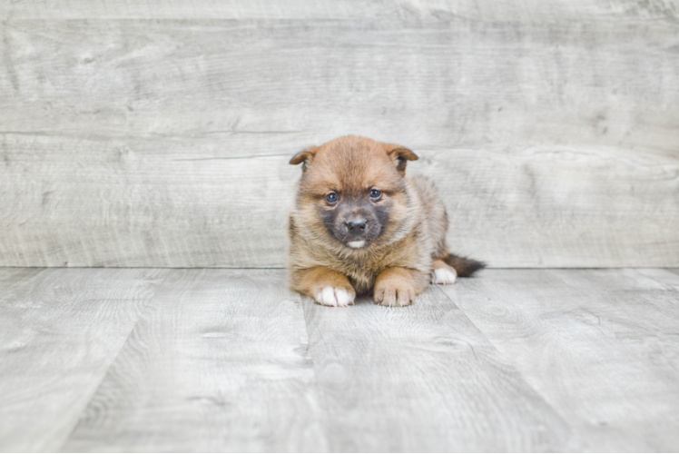 Small Pomsky Baby