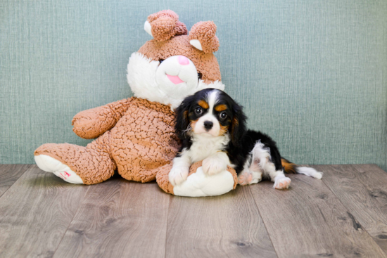 Cavalier King Charles Spaniel Pup Being Cute