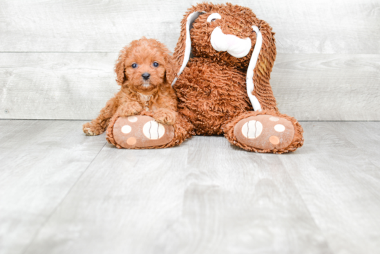 Playful Cavoodle Poodle Mix Puppy