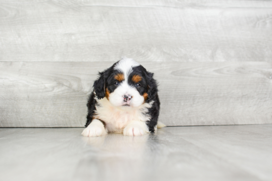 Mini Bernedoodle Pup Being Cute