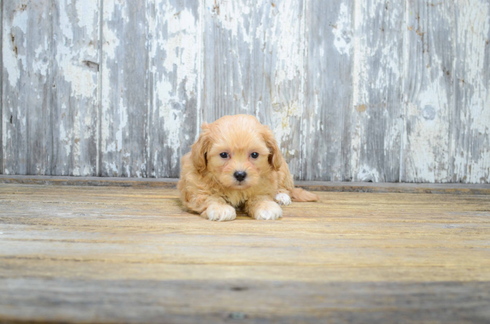 Funny Maltipoo Poodle Mix Pup