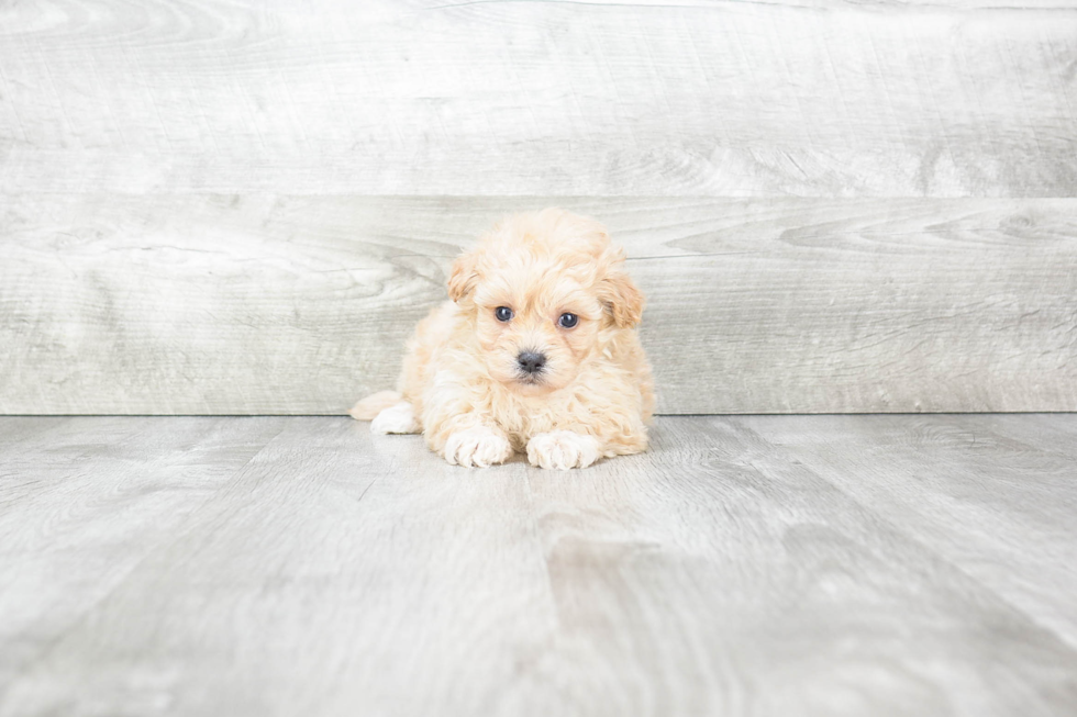 Best Maltipoo Baby