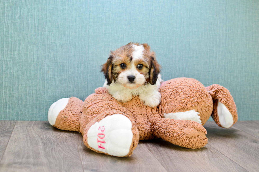 Cavachon Puppy for Adoption