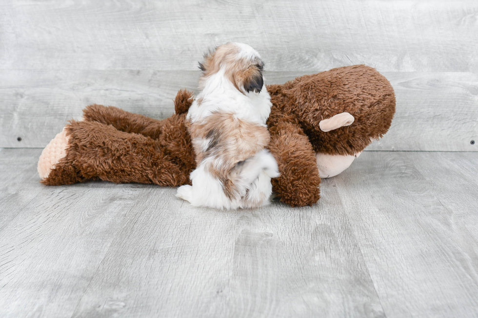 Cute Teddy Bear Baby