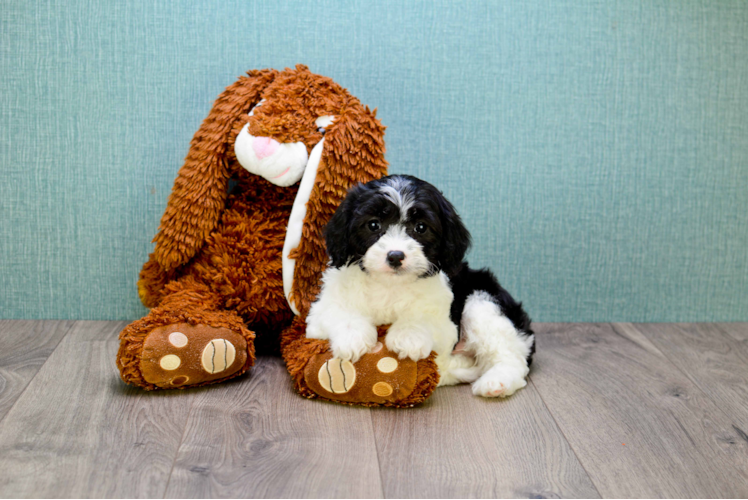 Petite Cavapoo Poodle Mix Pup