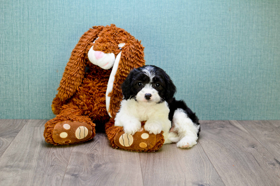Petite Cavapoo Poodle Mix Pup