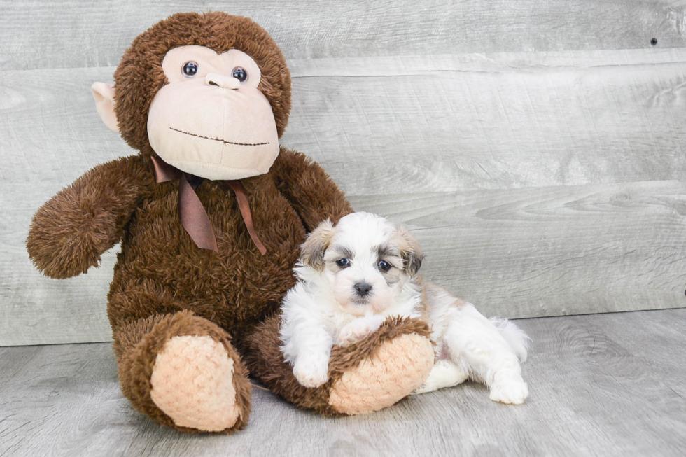 Fluffy Teddy Bear Designer Pup