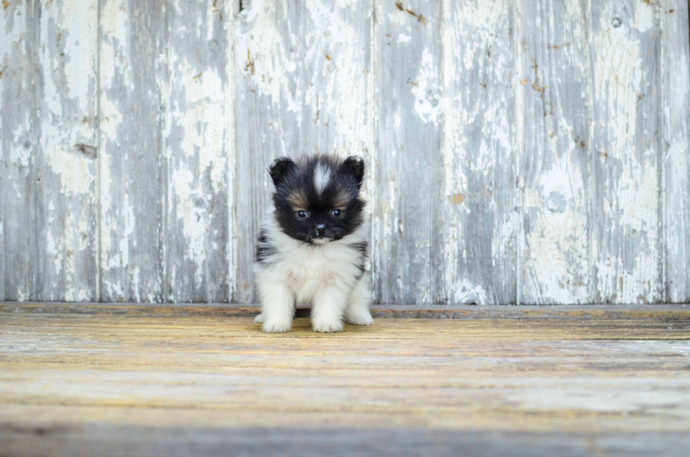 Best Pomeranian Baby