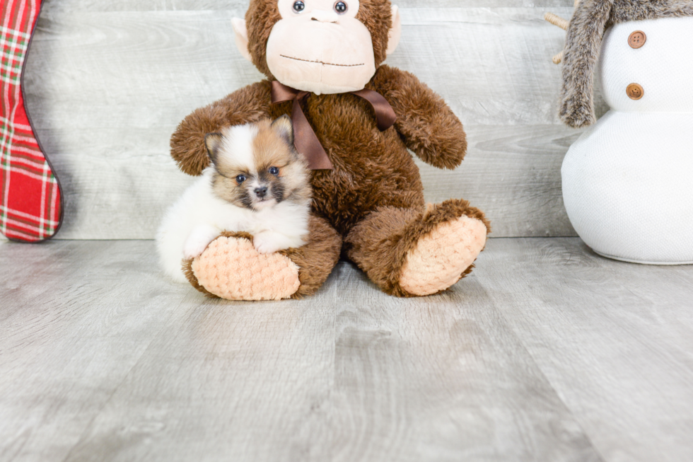 Pomeranian Puppy for Adoption