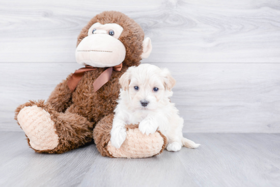 Small Maltipoo Baby