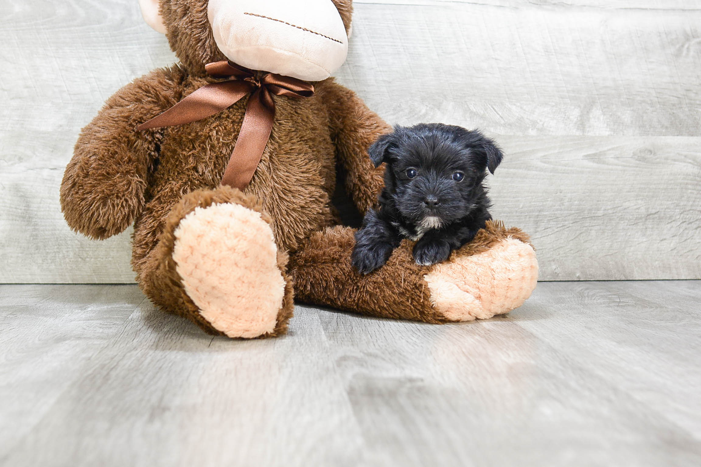 Hypoallergenic Yorkie Designer Puppy