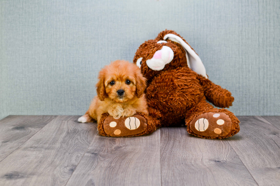 Petite Cavapoo Poodle Mix Pup