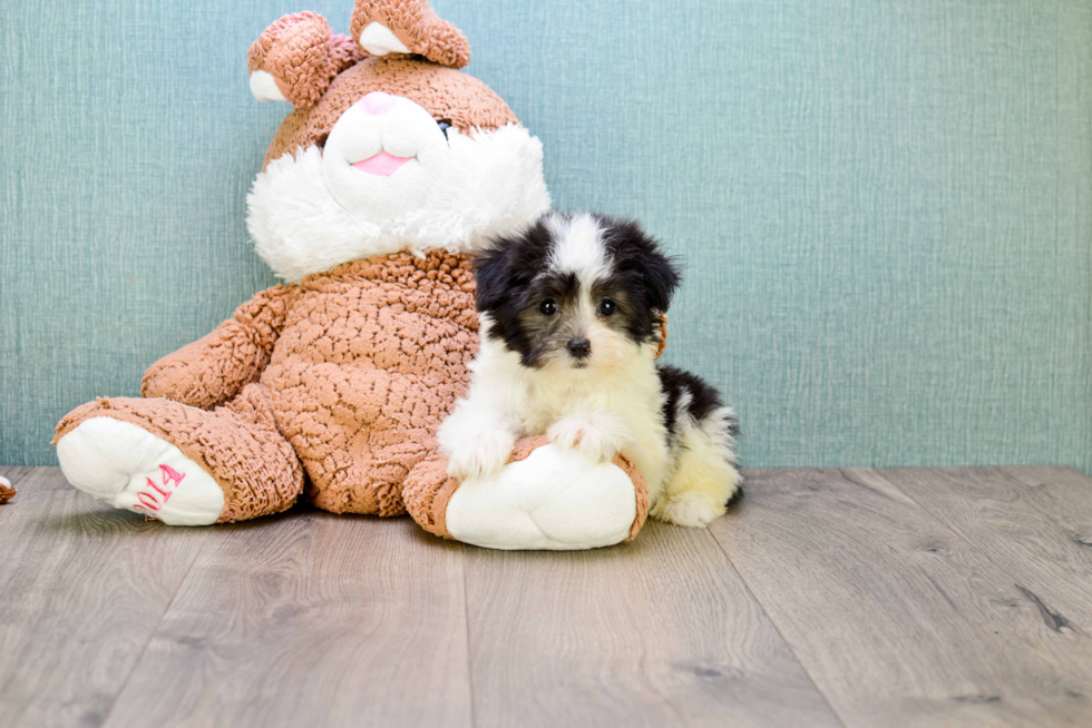 Best Havanese Baby