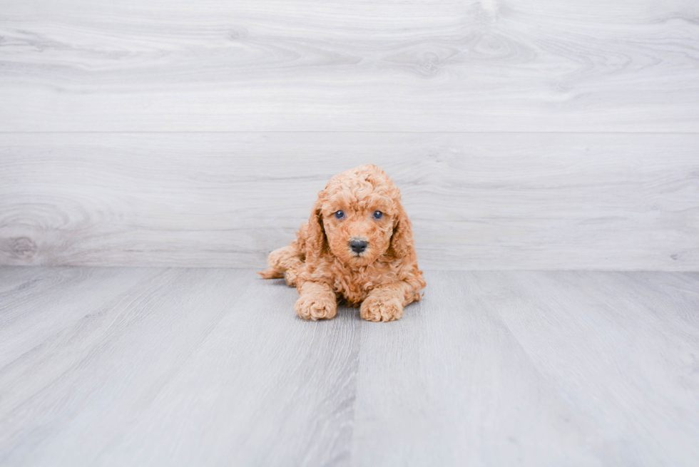 Best Mini Goldendoodle Baby