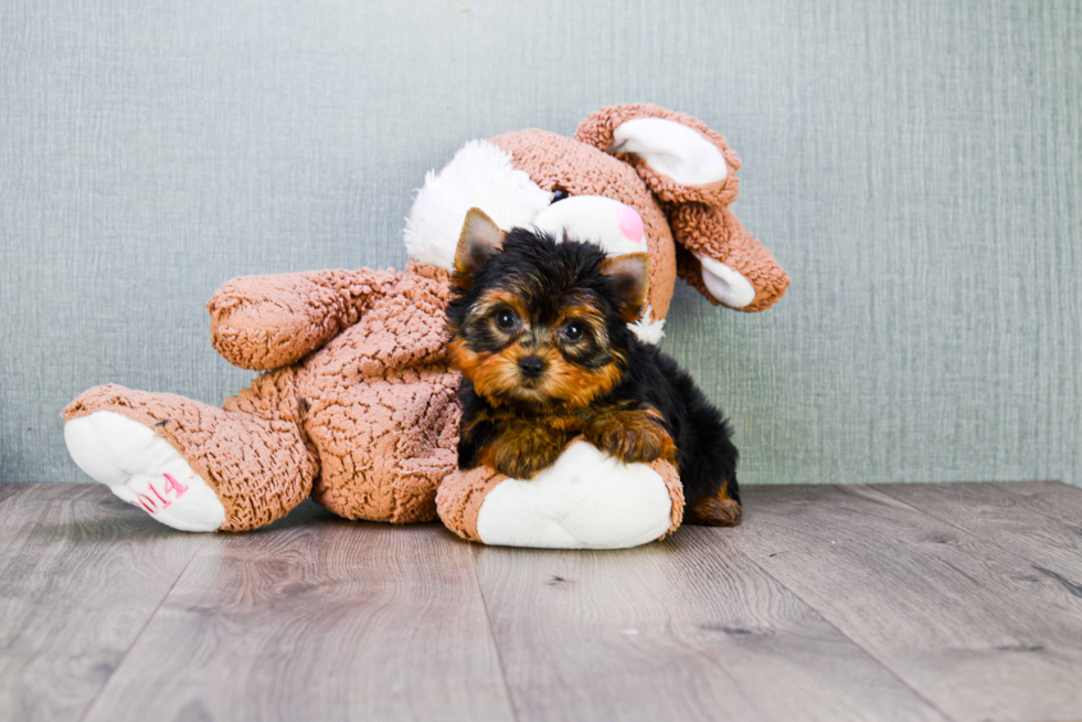 Meet Giselle - our Yorkshire Terrier Puppy Photo 