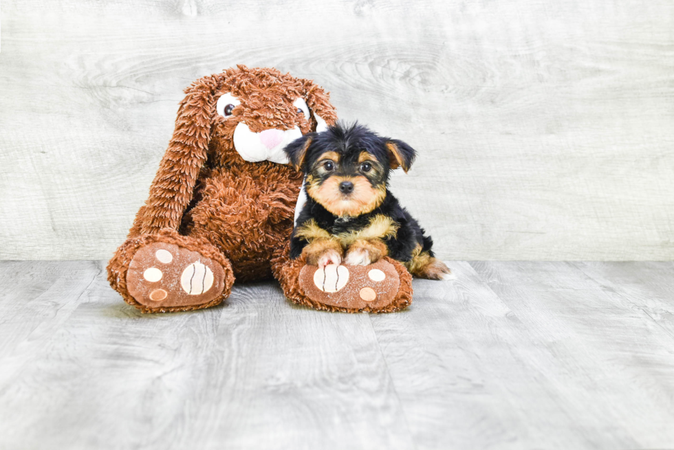 Meet Rebecca - our Yorkshire Terrier Puppy Photo 