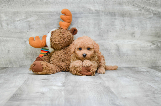 Cavapoo Pup Being Cute