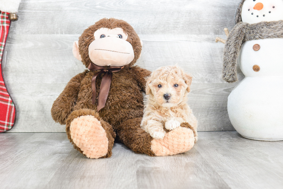 Maltipoo Pup Being Cute