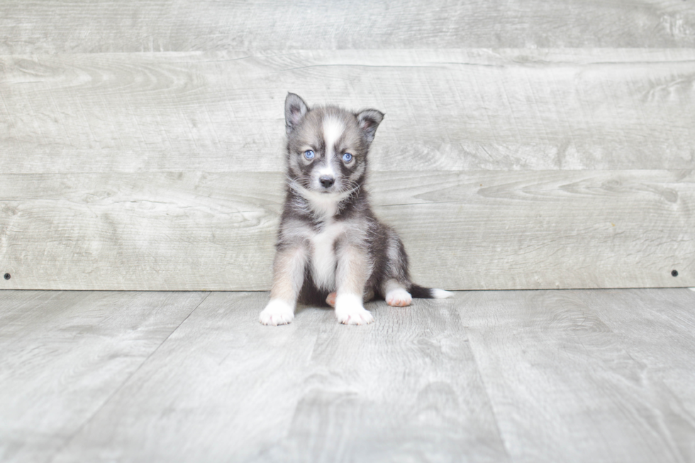 Cute Pomsky Baby