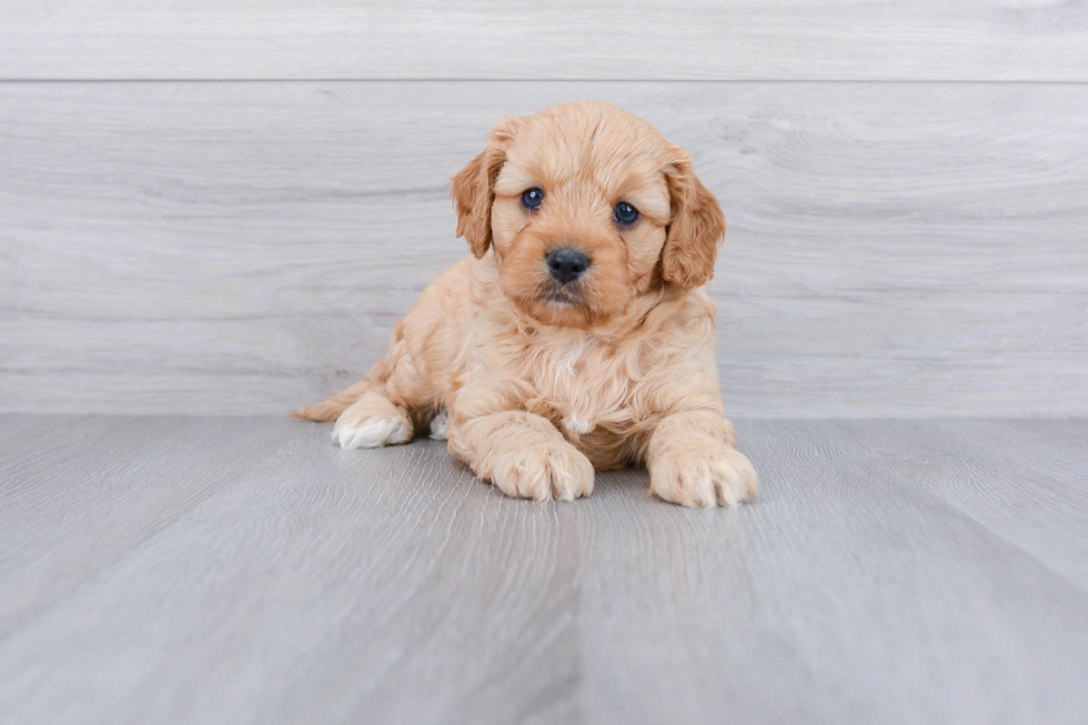 Cavapoo Puppy for Adoption