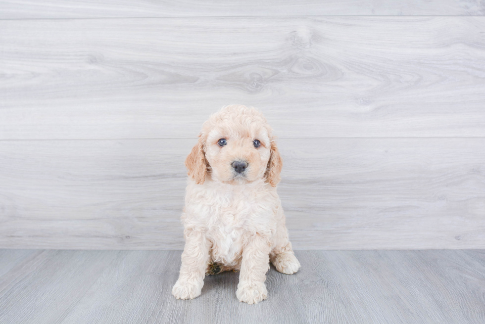 Best Cockapoo Baby