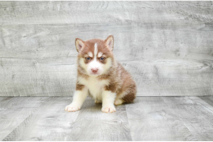 Hypoallergenic Mini Husky Designer Puppy