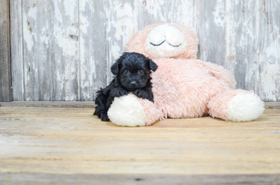 Cute Yorkie Poo Baby