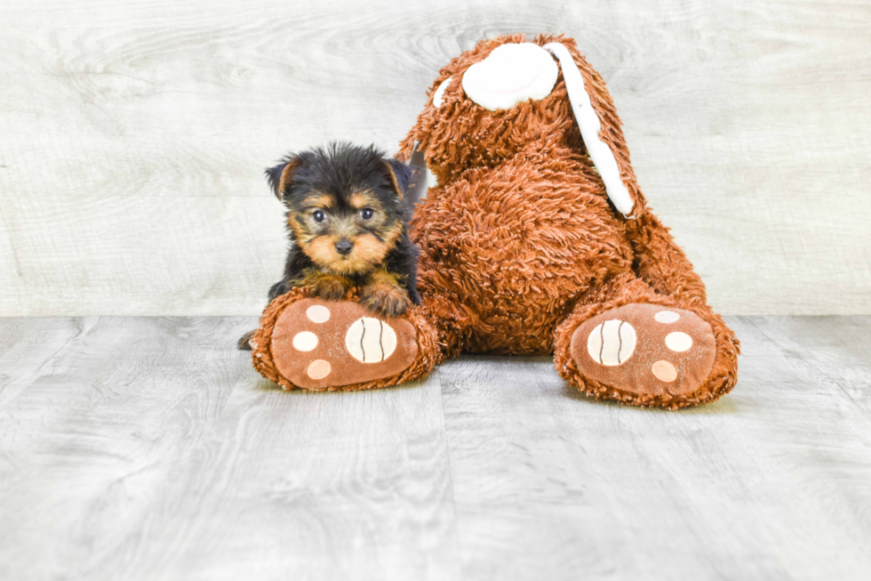 Meet Zoro - our Yorkshire Terrier Puppy Photo 