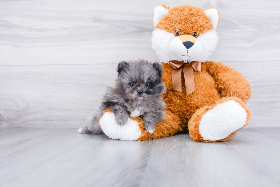 Best Pomeranian Baby