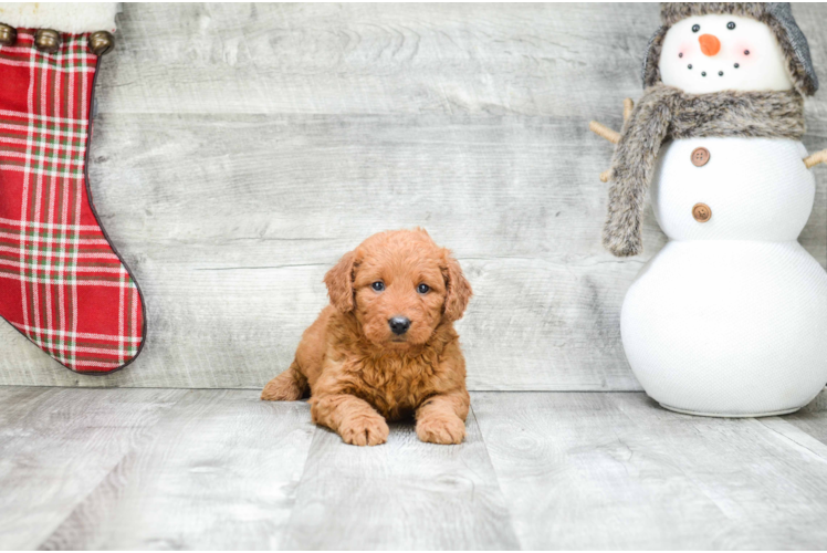 Fluffy Mini Goldendoodle Poodle Mix Pup
