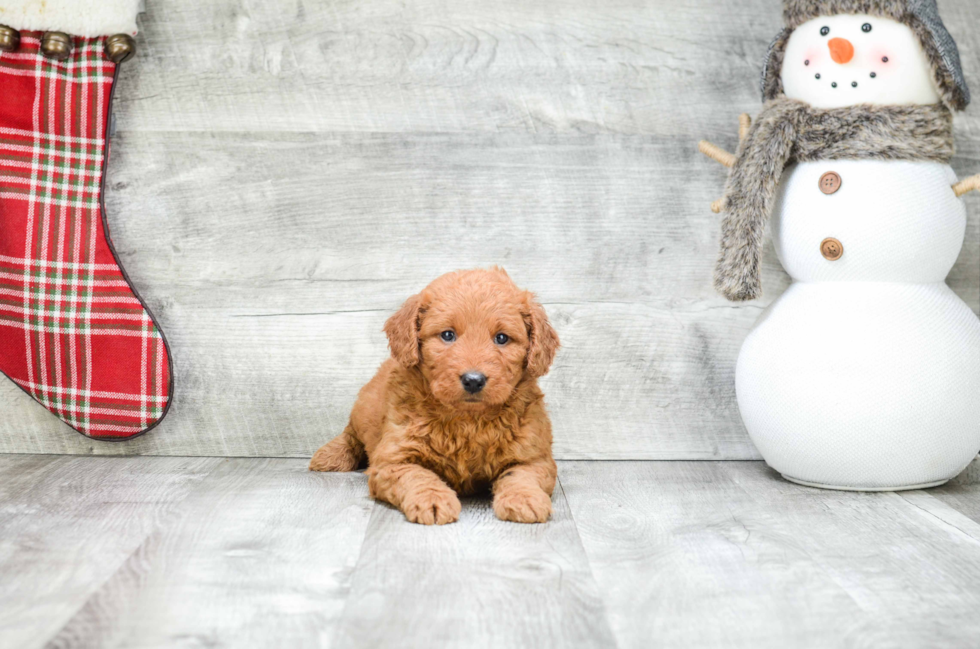 Fluffy Mini Goldendoodle Poodle Mix Pup