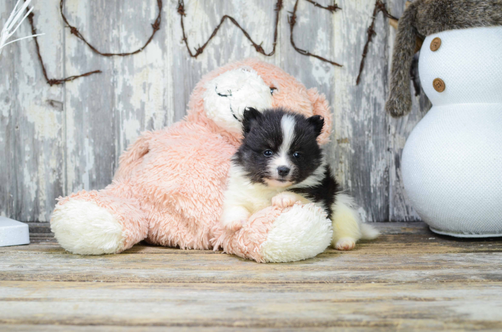 Fluffy Pomeranian Purebred Puppy