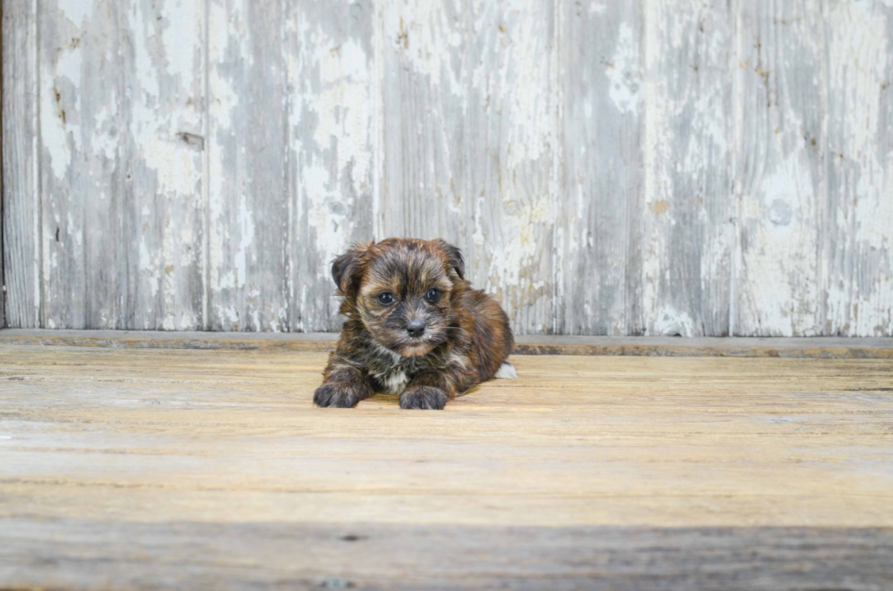 Energetic Yorkie Designer Puppy