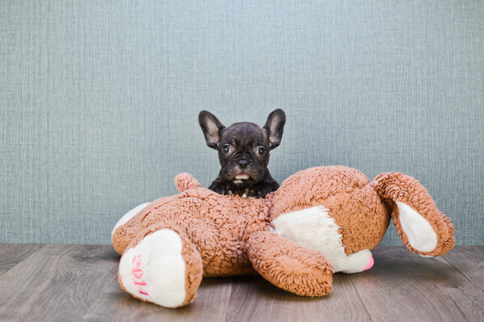 Sweet Frenchie Purebred Puppy