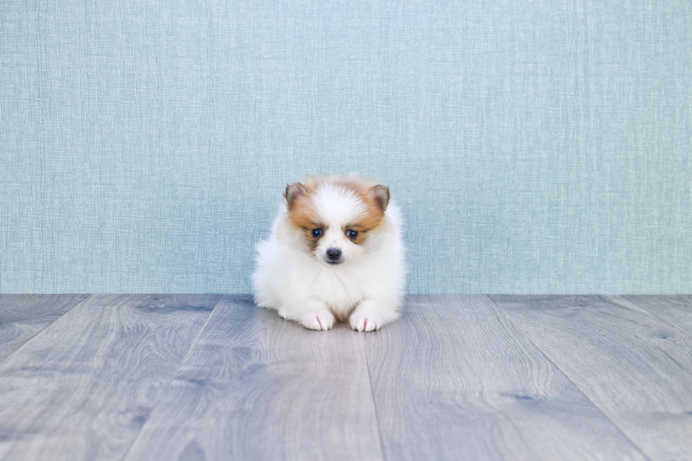 Best Pomeranian Baby