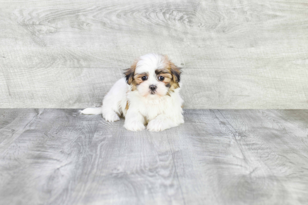 Teddy Bear Pup Being Cute