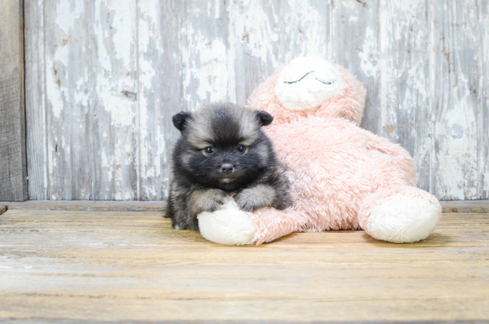 Pomeranian Pup Being Cute