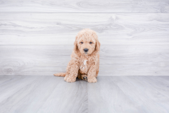 Adorable Golden Retriever Poodle Mix Puppy