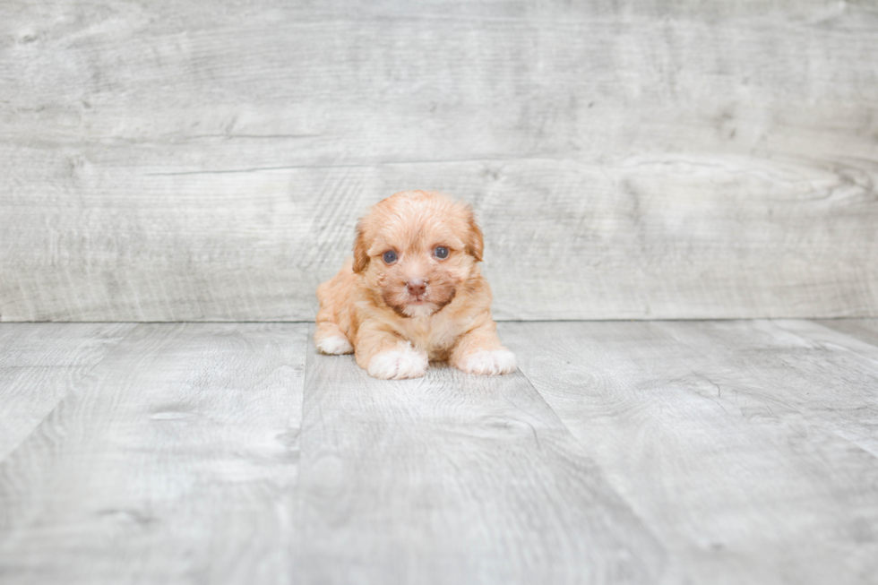 Friendly Morkie Baby