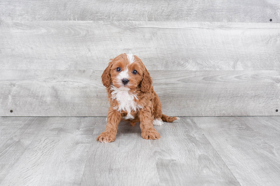 Popular Cavapoo Poodle Mix Pup