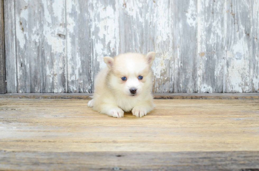 Pomsky Puppy for Adoption