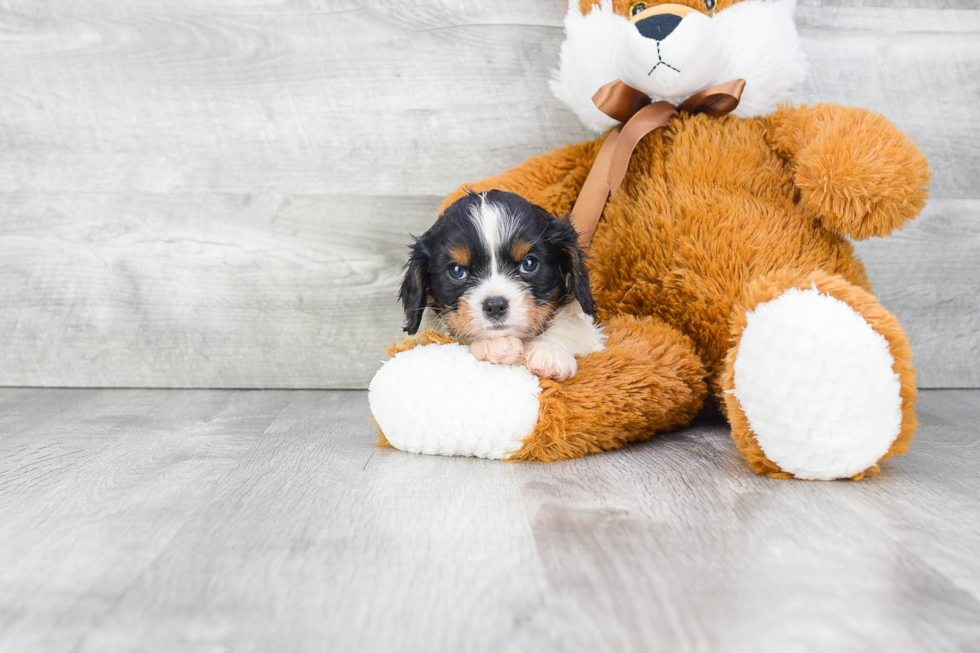 Best Cavalier King Charles Spaniel Baby