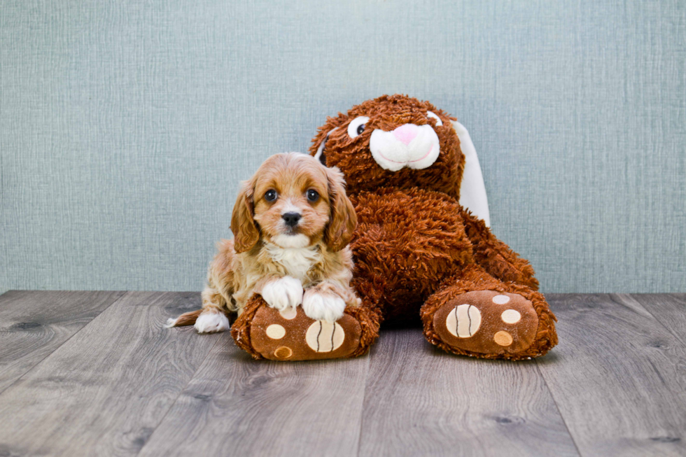 Small Cavapoo Baby