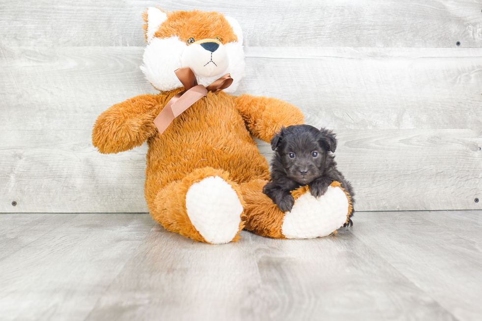 Cute Mini Aussiedoodle Baby