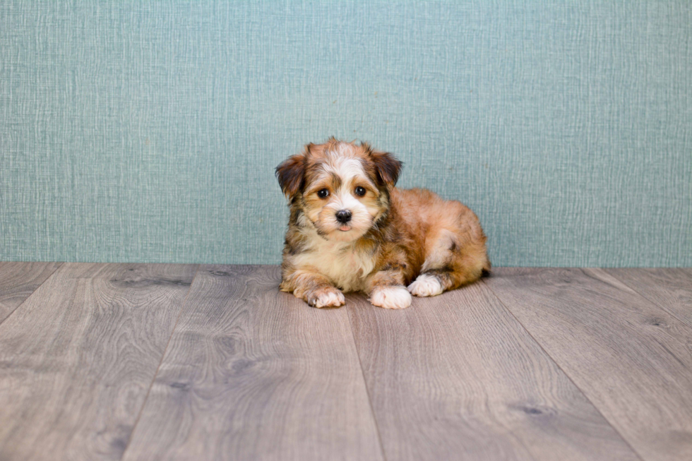 Hypoallergenic Yorkie Designer Puppy