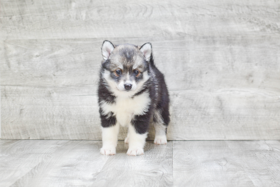 Little Mini Husky Designer Puppy