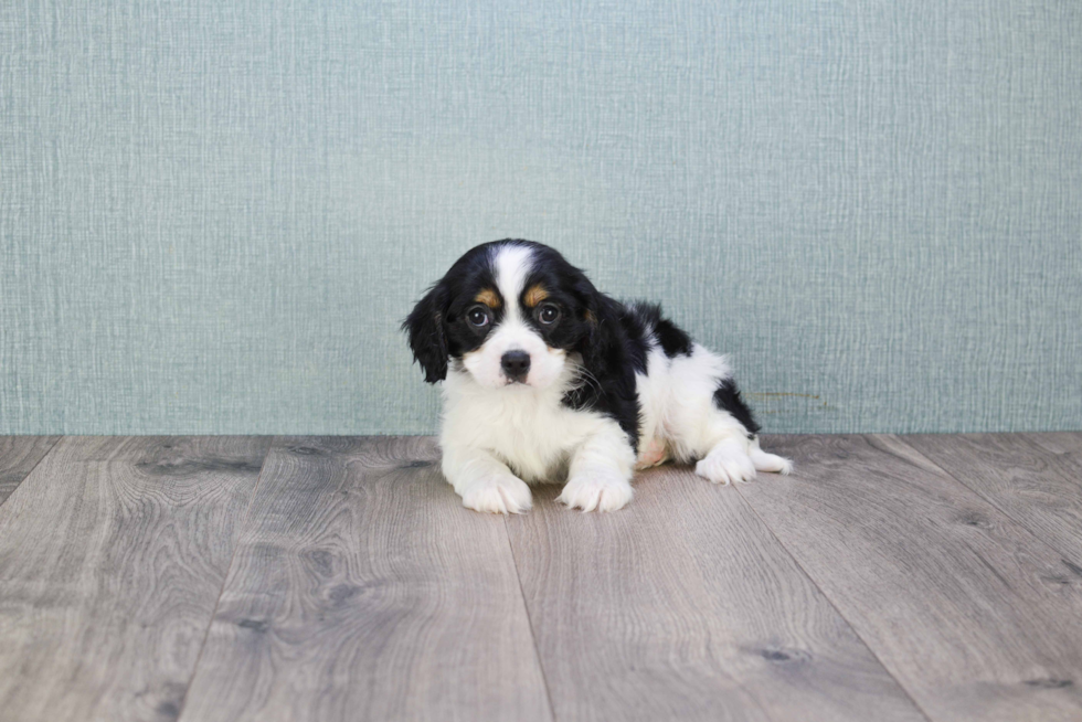 Best Cavalier King Charles Spaniel Baby