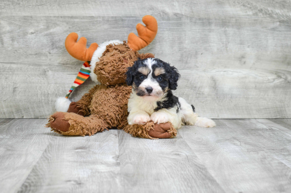 Cavachon Puppy for Adoption